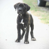 Zusätzliche Fotos: Cane Corso puppies available for sale.