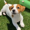 Foto №3. Wunderschöne Miniatur-Jack-Russell-Welpen Business WhatsApp 37256062792. Finnland