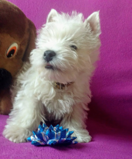 Foto №2 zu Ankündigung № 5987 zu verkaufen west highland white terrier - einkaufen Ukraine vom kindergarten