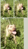 Zusätzliche Fotos: Pitbull-Terrierwelpe