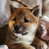 Zusätzliche Fotos: Shiba Inu, ZKwP-Aufzeichnungen