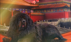 Zusätzliche Fotos: Tibetische Mastiffwelpen
