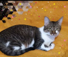 Foto №3. Die bezaubernde graue Katze Tigrusha sucht ein Zuhause und eine liebevolle. Weißrussland