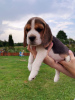 Zusätzliche Fotos: Beagle-Welpen zu verkaufen
