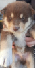 Foto №2 zu Ankündigung № 73385 zu verkaufen mischlingshund - einkaufen Russische Föderation quotient 	ankündigung