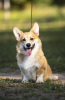 Foto №2 zu Ankündigung № 68881 zu verkaufen welsh corgi - einkaufen Russische Föderation züchter