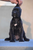 Foto №2 zu Ankündigung № 71817 zu verkaufen cane corso italiano - einkaufen Serbien züchter