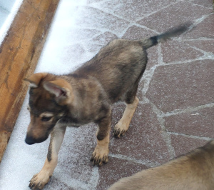 Foto №2 zu Ankündigung № 4556 zu verkaufen tschechoslowakischer wolfhund - einkaufen Russische Föderation züchter