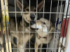 Foto №1. tschechoslowakischer wolfhund - zum Verkauf in der Stadt Shanghai | 2839€ | Ankündigung № 89551