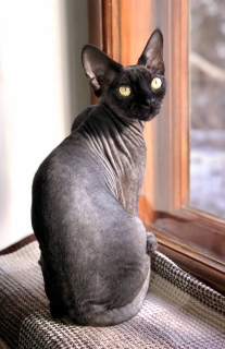 Foto №2 zu Ankündigung № 5718 zu verkaufen devon rex - einkaufen Ukraine vom kindergarten, züchter