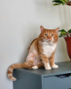 Zusätzliche Fotos: Die Katze Ryzhik sucht ein Zuhause