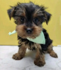 Foto №2 zu Ankündigung № 105230 zu verkaufen yorkshire terrier - einkaufen USA quotient 	ankündigung, züchter