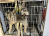 Foto №2 zu Ankündigung № 89551 zu verkaufen tschechoslowakischer wolfhund - einkaufen China quotient 	ankündigung, züchter