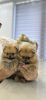 Foto №3. Pomeranian Puppies. Serbien