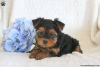 Foto №3. Yorkshire-Terrier-Welpen. Deutschland