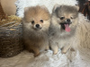 Foto №3. Pomeranian BOO pomeranians. Serbien