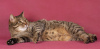 Zusätzliche Fotos: Cat Loaf ist in guten Händen!