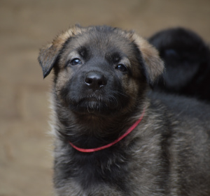 Foto №2 zu Ankündigung № 3044 zu verkaufen deutscher schäferhund - einkaufen Russische Föderation vom kindergarten, züchter