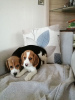 Foto №3. Beagle-Welpen mit Stammbaum ab sofort verfügbar. Deutschland