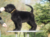 Foto №3. Schwarze russische Terrier-Welpen zu verkaufen.. Polen