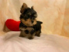 Foto №2 zu Ankündigung № 13358 zu verkaufen yorkshire terrier - einkaufen Schweiz quotient 	ankündigung