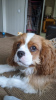 Foto №4. Ich werde verkaufen cavalier king charles spaniel in der Stadt Стамбул. quotient 	ankündigung - preis - 1000€