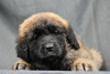 Foto №4. Ich werde verkaufen mischlingshund in der Stadt Minsk. vom kindergarten, züchter - preis - 1250€