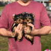 Foto №1. yorkshire terrier - zum Verkauf in der Stadt München | 208€ | Ankündigung № 42919