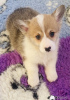 Foto №3. Pembroke Welsh Corgi Welpen. Griechenland