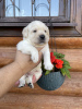 Foto №2 zu Ankündigung № 69572 zu verkaufen labrador retriever - einkaufen Russische Föderation züchter