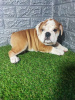 Foto №3. Englische Bulldogge. Serbien