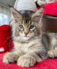 Foto №2 zu Ankündigung № 116188 zu verkaufen maine-coon-katze - einkaufen Schweiz quotient 	ankündigung