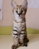 Foto №3. F1 TICA registrierte Savannah Kätzchen zu verkaufen. Deutschland