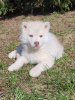 Foto №3. Siberian Husky-Welpen seltene Isabella-Farbe. Weißrussland