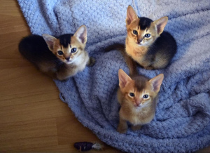 Foto №3. Kätzchen abessinische Farbe wild und Sauerampfer, 2 Monate. Ein vollständiger. Russische Föderation