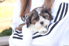 Foto №3. Shih Tzu Welpen im Alter von 4 Wochen abzugeben. Deutschland