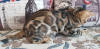 Foto №3. Bengalkatze zu verkaufen. Russische Föderation