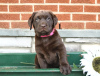 Foto №3. Labrador Retriever-Welpen. Zypern