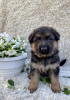 Foto №1. deutscher schäferhund - zum Verkauf in der Stadt Dnipro | verhandelt | Ankündigung № 52142