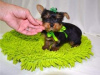 Foto №1. yorkshire terrier - zum Verkauf in der Stadt Веймар | 350€ | Ankündigung № 119002