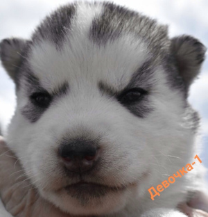 Foto №2 zu Ankündigung № 2449 zu verkaufen siberian husky - einkaufen Russische Föderation vom kindergarten