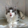 Foto №4. Ich werde verkaufen maine-coon-katze in der Stadt Quantico. quotient 	ankündigung - preis - 379€