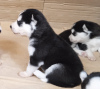 Foto №3. Husky-Babys. Finnland