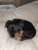 Zusätzliche Fotos: Yorkshire-Terrier-Babys können reserviert werden. Verkaufen