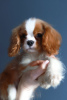 Foto №1. cavalier king charles spaniel - zum Verkauf in der Stadt Zürich | 1442€ | Ankündigung № 29814