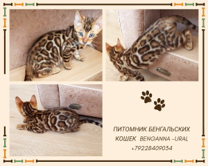 Foto №2 zu Ankündigung № 2132 zu verkaufen bengal katzenrasse - einkaufen Russische Föderation züchter