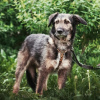 Foto №2 zu Ankündigung № 52761 zu verkaufen mischlingshund - einkaufen Russische Föderation quotient 	ankündigung