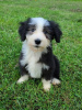 Foto №1. bearded collie - zum Verkauf in der Stadt Tennessee City | Frei | Ankündigung № 110091