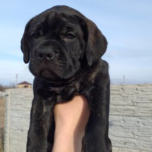 Foto №2 zu Ankündigung № 6393 zu verkaufen cane corso italiano - einkaufen Ukraine züchter