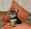 Foto №1. yorkshire terrier - zum Verkauf in der Stadt Helsinki | 331€ | Ankündigung № 127514